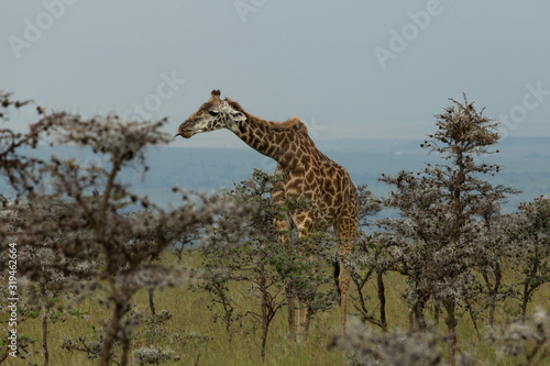 Canvas Print grazing giraffe