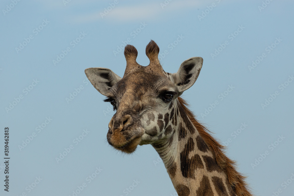 head and neck of a giraffe against the sky head and neck of a giraffe against the sky