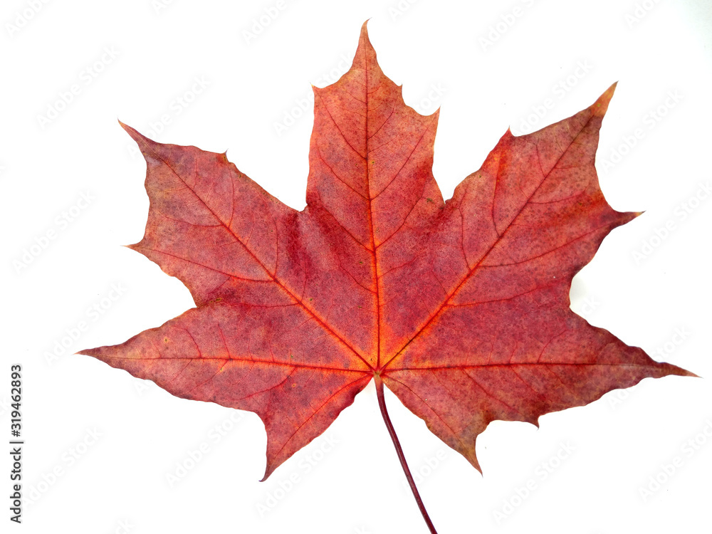 maple leave isolated on white background maple leave isolated on white background