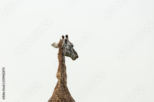 head and neck of a giraffe against the sky