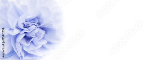 Blue large peony bud or cloves on a white background as a blank for advertising text