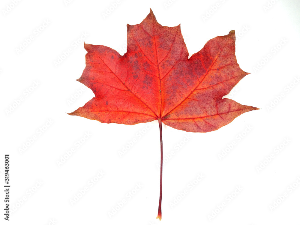 Obraz premium maple leave isolated on white background