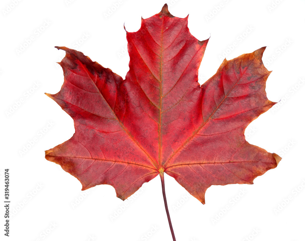 Obraz premium maple leave isolated on white background