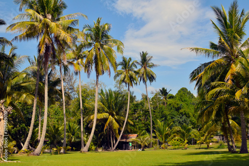 Nature, palm trees, grass and sky on Koh Siboya island in Thailand