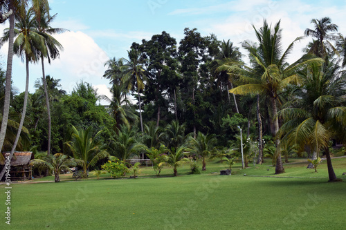Nature, palm trees, grass and sky on Koh Siboya island in Thailand