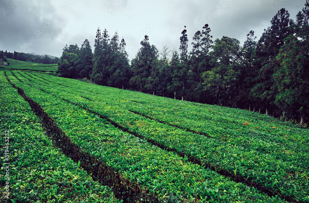 Obraz premium Agricultural landscape. Tea plantations. Azores, Portugal.