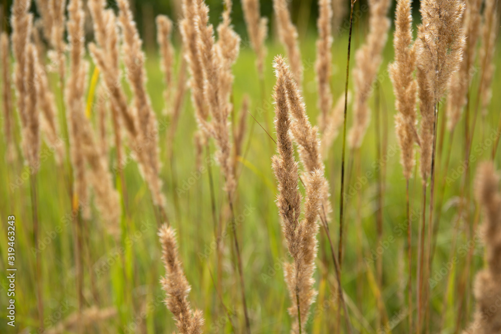 reeds of grass in field summer background reeds of grass in field summer background