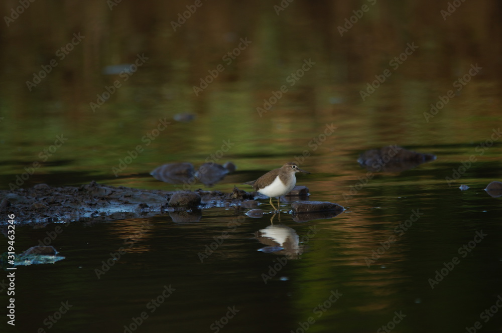 Fototapeta premium Common Sandpiper is Water bird