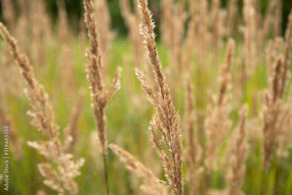 reeds of grass in field summer background reeds of grass in field summer background