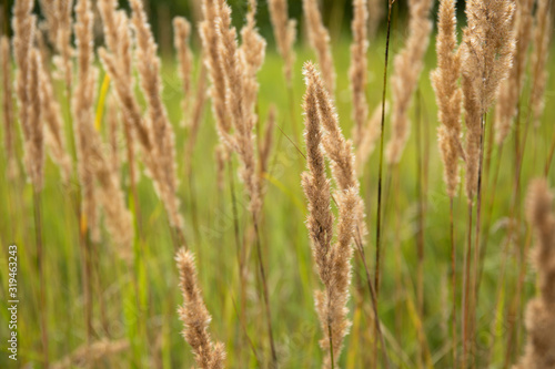 reeds of grass in field summer background
