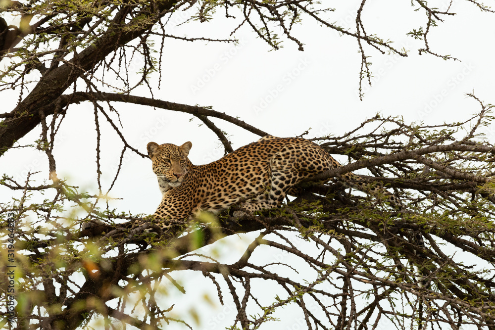 leopard in a tree leopard in a tree