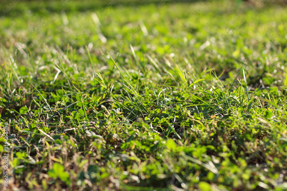 Green grass in defocus. Spring lawn. Green grass in defocus. Spring lawn.