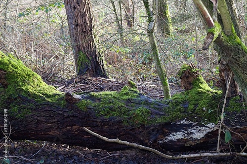 Moss Growing On Fallen Tree