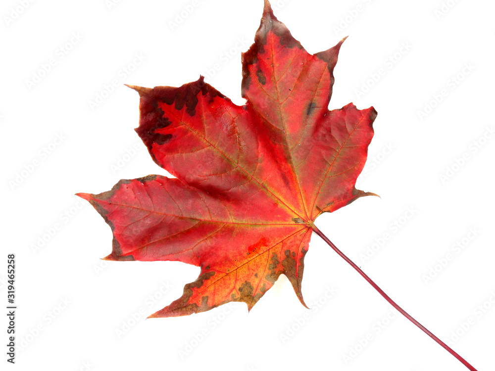 Fototapeta premium maple leave isolated on white background
