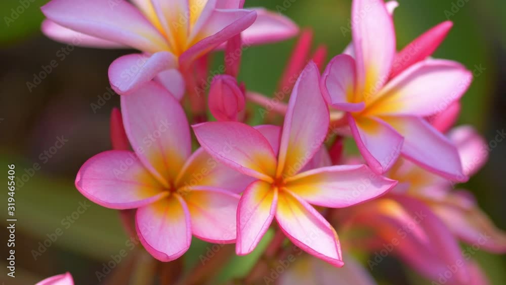 Pink plumeria in Hawaii in 4k slow motion 60fps Pink plumeria in Hawaii in 4k slow motion 60fps