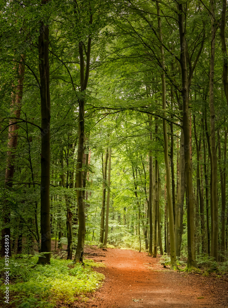 Naklejka premium A path leads through a mystical high forest. The sun is shining. Concept: deserted landscapes in Germany