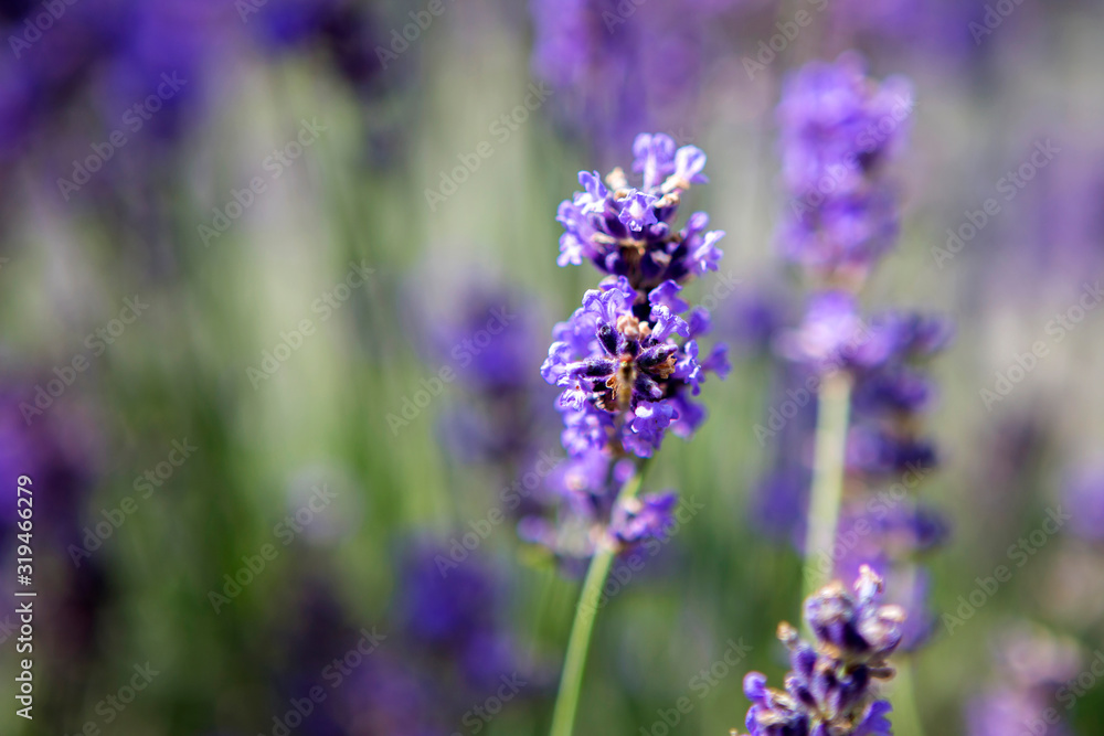 Obraz premium Purple lavender in a field
