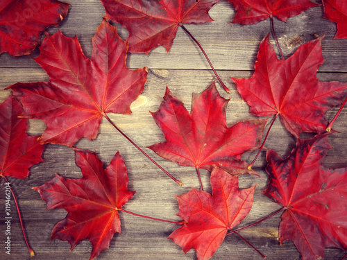 autumn forest with maple trees on wooden background