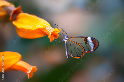 Beautiful Glasswing Butterfly (Greta oto) in a summer garden on a orange flower. In the amazone rainforest in South America. Presious Tropical butterfly.