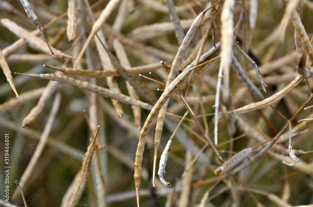 Rape pods ripen on the stems in the field. Rape pods ripen on the stems in the field.