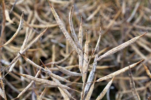 Rape pods ripen on the stems in the field.