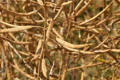 Rape pods ripen on the stems in the field.