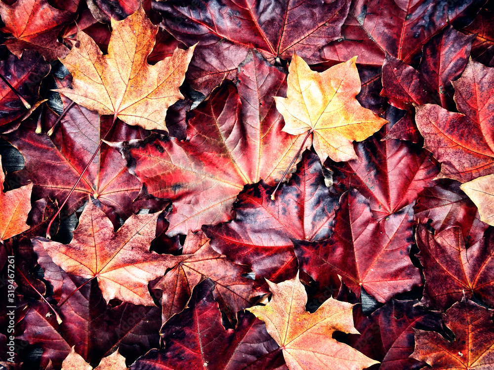 Obraz premium autumn background forest with maple trees and sunny beams