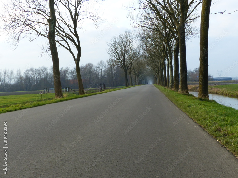 Fototapeta premium Winter avenue of trees