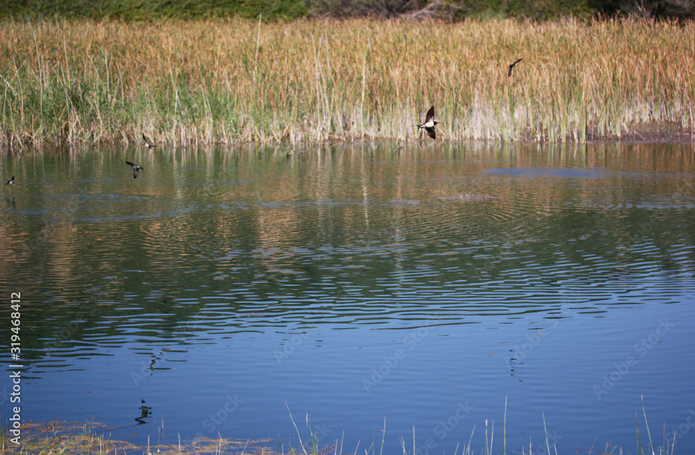 Reeds in the lake. Natural scenery. House Martin (Delichon urbica) Reeds in the lake. Natural scenery. House Martin (Delichon urbica)