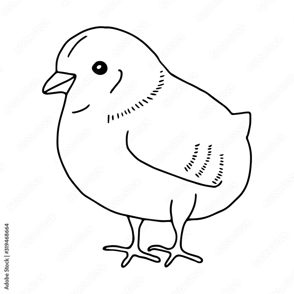 Chicken hand drawn line drawing. Contour drawing.Doodles.Drawing for Easter holiday. Little chicken.The bird home.Vector Chicken hand drawn line drawing. Contour drawing.Doodles.Drawing for Easter holiday. Little chicken.The bird home.Vector