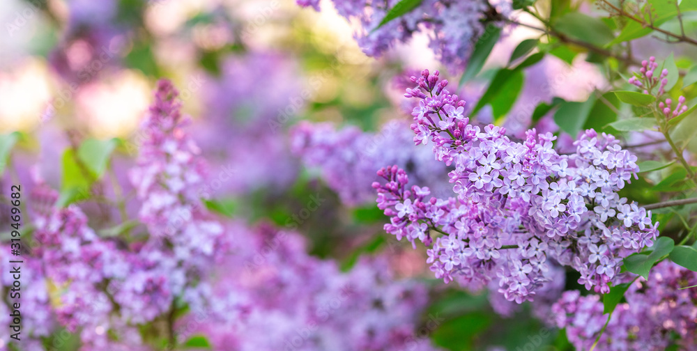 Lilac spring flowers bunch. Beautiful blooming violet lilac flower in a garden, closeup. Spring blossom Lilac spring flowers bunch. Beautiful blooming violet lilac flower in a garden, closeup. Spring blossom