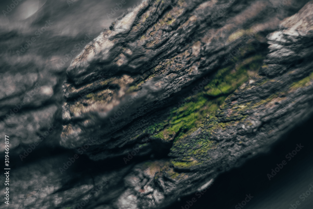 wood texture macro wood texture macro