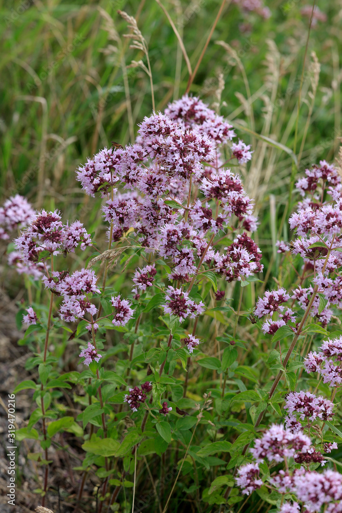Echter Dost (Origanum vulgare) oder Wilder Majoran mit Blüten Echter Dost (Origanum vulgare) oder Wilder Majoran mit Blüten