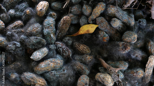 Fototapeta Naklejka Na Ścianę i Meble -  black fungi in a peanut shell