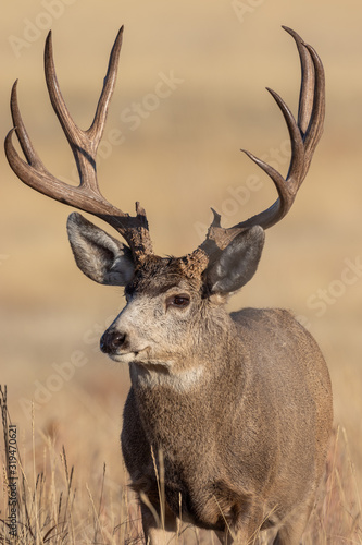 Mule Deer Buck in Fall in Colorado