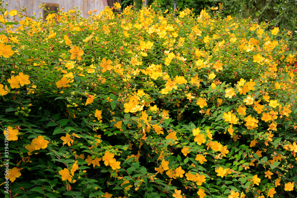 Waldsteinie (Waldsteinia ternata) oder Dreiblatt Golderdbeere, Bodendecker Pflanze mit gelben Blüten