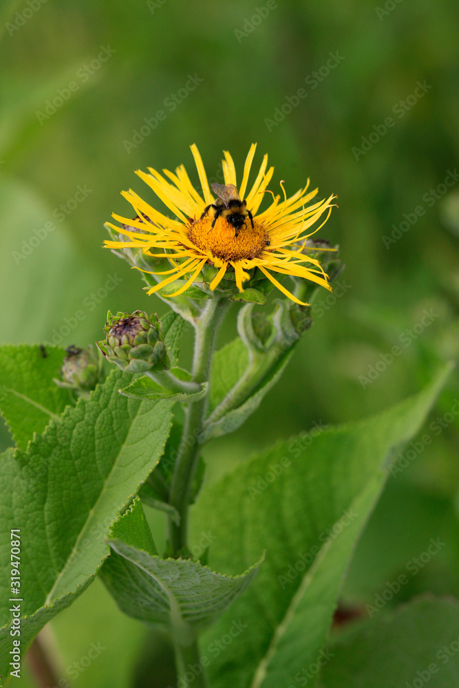 Echter Alant (Inula helenium) Heilpflanze und Gewürzpflanze mit Biene Echter Alant (Inula helenium) Heilpflanze und Gewürzpflanze mit Biene