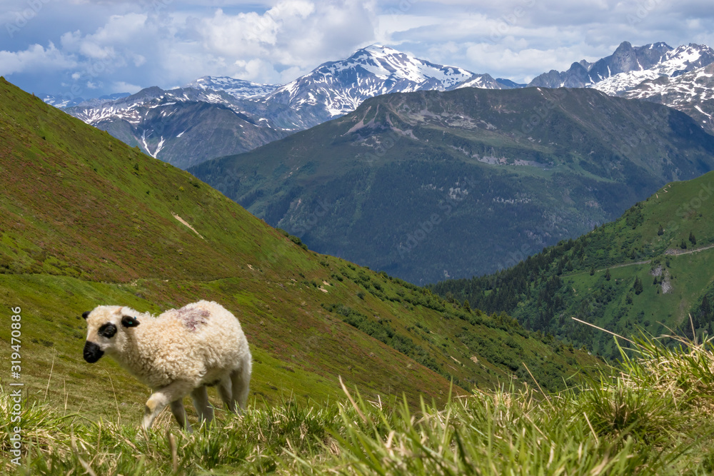 Fototapeta premium sheep on mountains meadow in Alps mountains on Tour Mont Blanc during summer