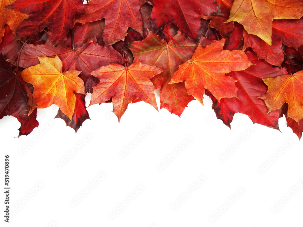 Fototapeta premium autumn background forest with maple trees and sunny beams