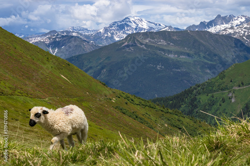 sheep on mountains meadow in Alps mountains on Tour Mont Blanc during summer