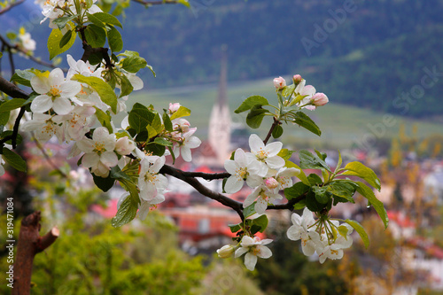 Apfelblüte, Blütenzweig in Südtirol, Italien, Europa photo