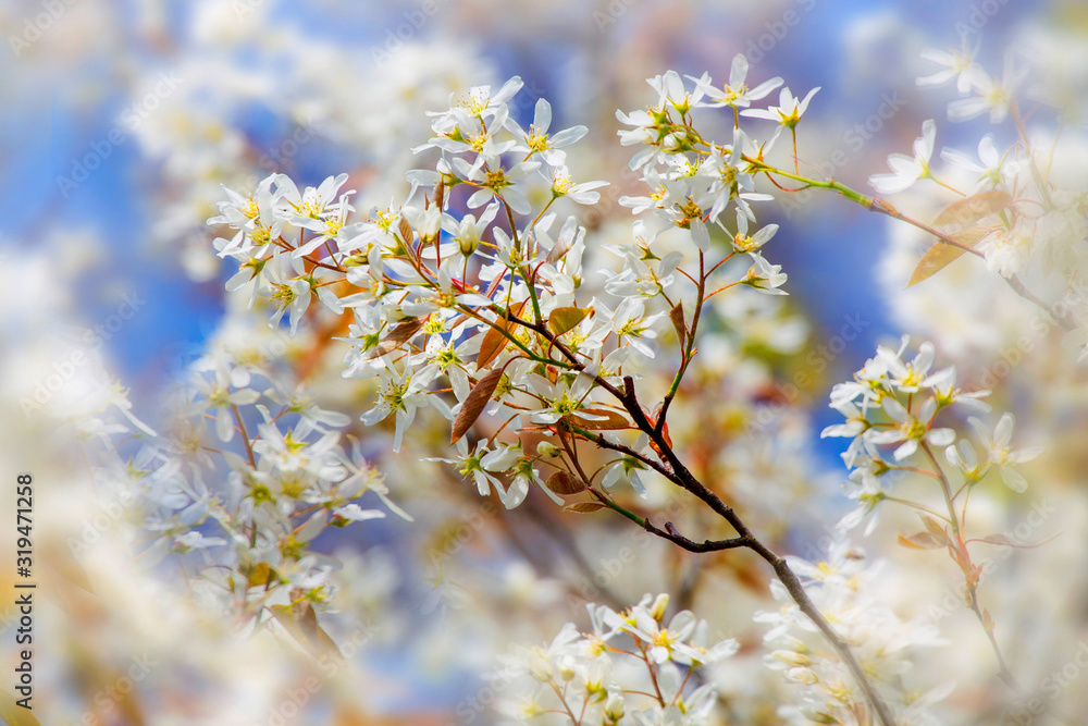 Felsenbirne (Amelanchier lamarckii) Zweig mit weißen Blüten Felsenbirne (Amelanchier lamarckii) Zweig mit weißen Blüten