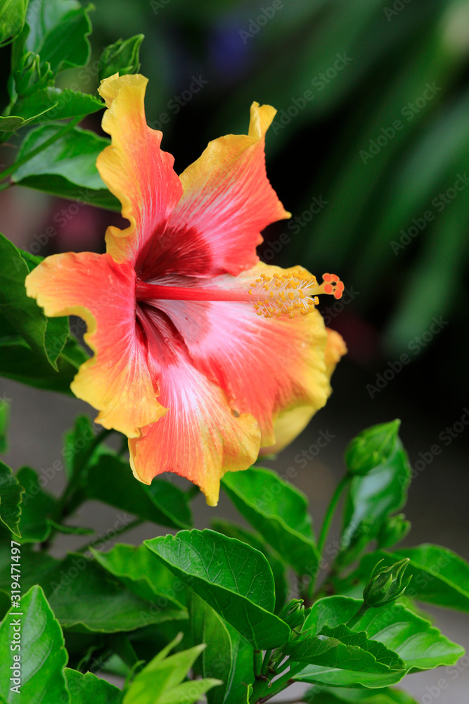Hibiskus (Hibiscus) oder Eibisch Pflanze mit Blüten Hibiskus (Hibiscus) oder Eibisch Pflanze mit Blüten