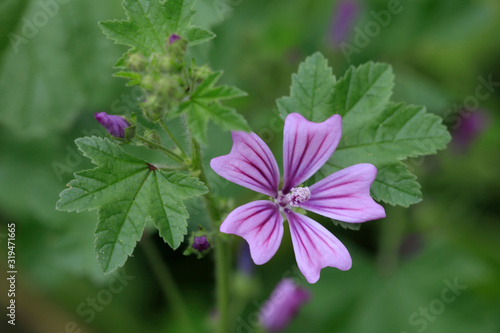 Wilde Malve (Malva sylvestris) Pflanze mit Blüten photo