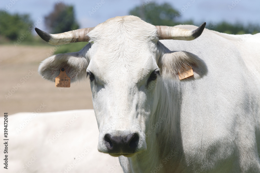 vache mirandaise vache mirandaise