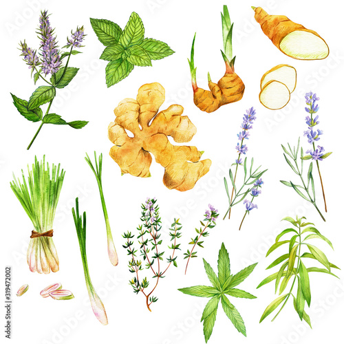 Tea herbs including peppermint and verbena, hand drawn watercolor