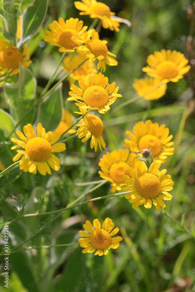 Sonnenaugen (Heliopsis) Staude mit gelben Blüten Sonnenaugen (Heliopsis) Staude mit gelben Blüten