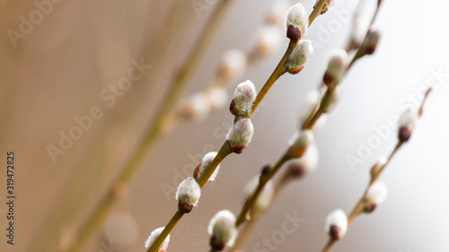 Delicate furry white willow buds with further buds soft focused in the background