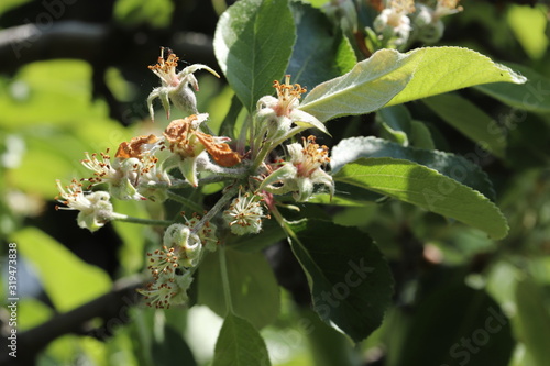 Young fruit apples after flowering in garden. Apple buds. Young apple buds primordium . Young apple at fruitlet stage . Fruit set