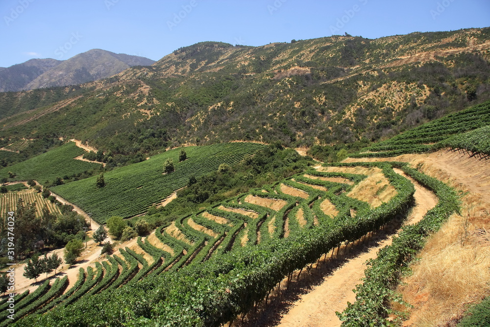 landscapes and details of Chilean vineyards